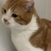 ねこままの画像