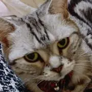 Tomo Non