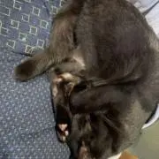 ネロの画像