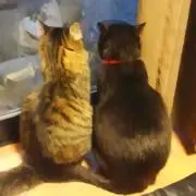 かーこちゃんの画像