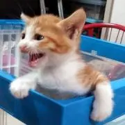 レオ