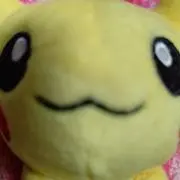 シャルの画像