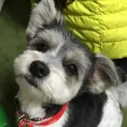 マルちゃんの画像