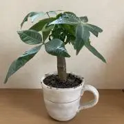 まぽの画像