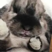 恋するうさぎ♂の画像