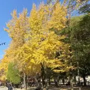 Yaccoの画像