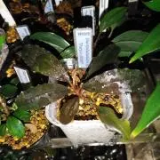 ブセファランドラ・シベルパウ フォロー、割引、送料無料。(中サイズ