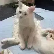 でんの画像