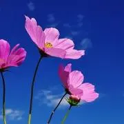 Nanahaの画像