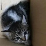 rebel