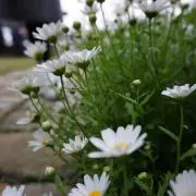 みーの画像