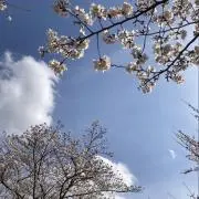 ハナの画像