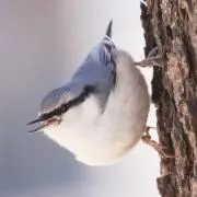 きりの画像