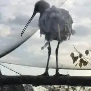 Kgmdの画像