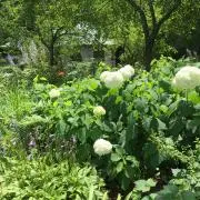 まこ