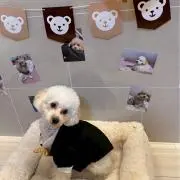 まるちゃんの画像