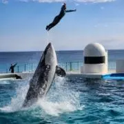 ぽんの画像