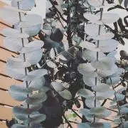にに＊.・の画像