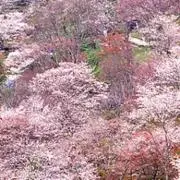 珠