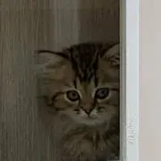 コマさんの画像