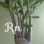 R.n*