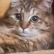 みぃ♪
