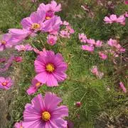 マコトの画像