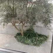 YOの画像