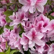 新品未開封！サンテックビオ バイオコンク BIO CONC 1本 - メルカリ