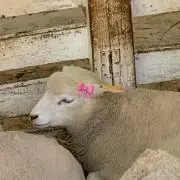 ななちきの画像