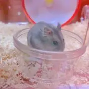 れあちゃむの画像