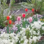 りんの画像
