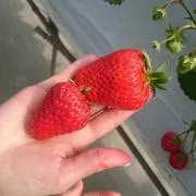 Kossの画像