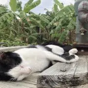 ねこねこの画像