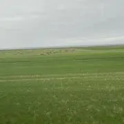 抹茶の画像