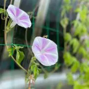 ひで