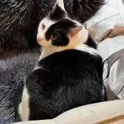 にゃんたの画像