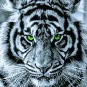 Tora