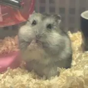 しずたの画像