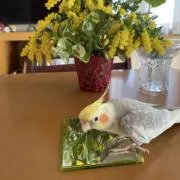 ポーの画像