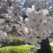 スケッチャの画像
