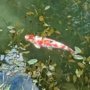 トムの画像