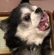 たーくんの画像