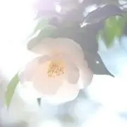 ちゃまの画像