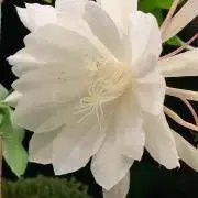 りヱ