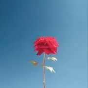ウニベルソの画像