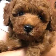 あんりん☆
