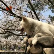 サツ