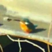 にゃんご