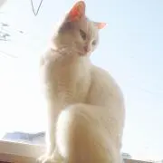 Mikkoreaの画像